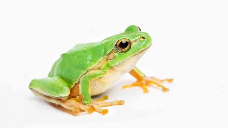 Ilustrasi : Green Frog (canva.com)