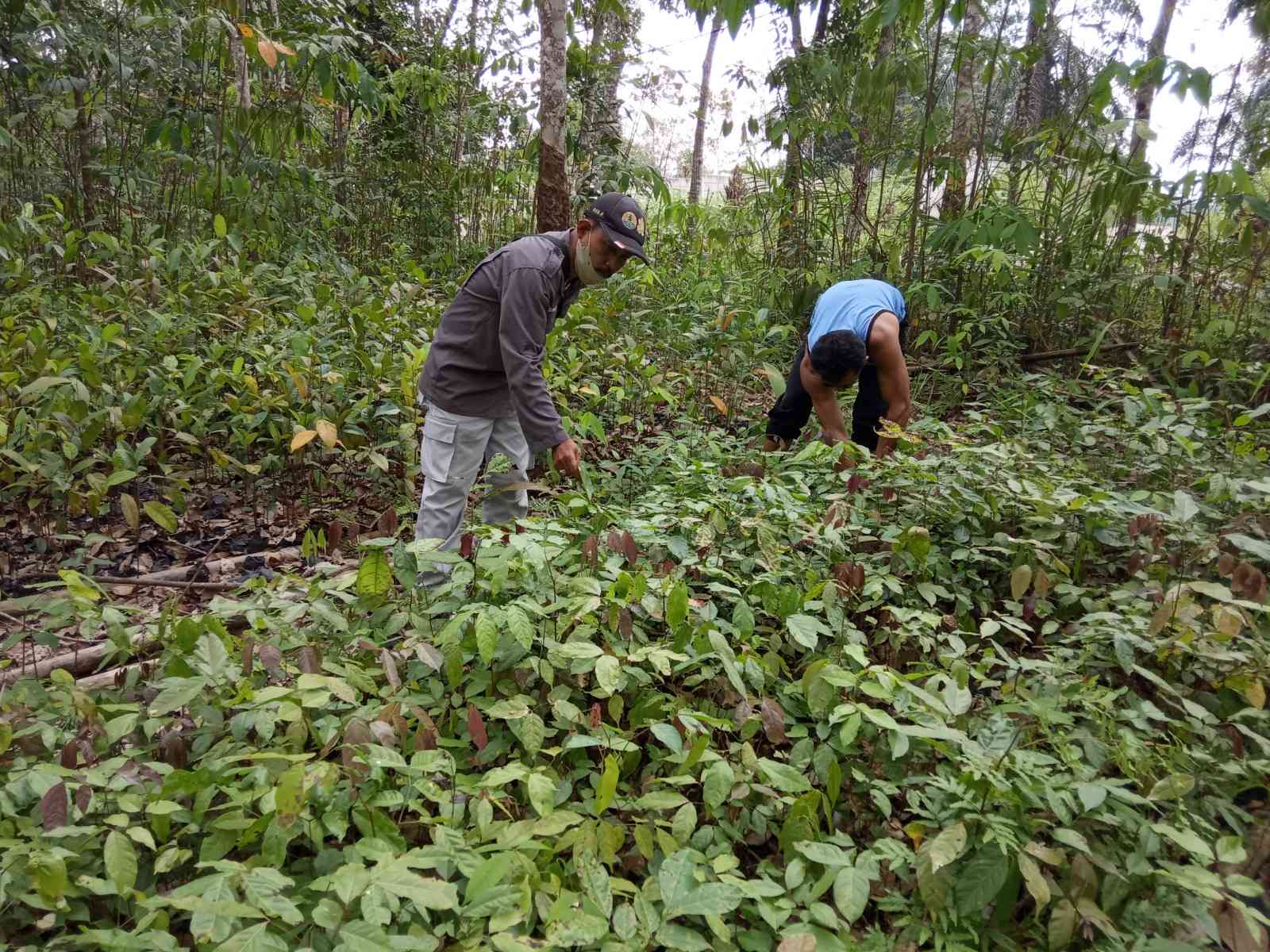 Partisipasi Masyarakat Dalam Rehabilitasi Hutan Dan Lahan (RHL) Halaman ...