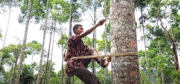 Belajar Cara memanjat pohon Damar (doc. Rasna)