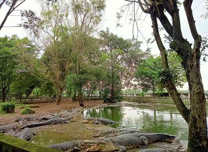 Taman Buaya Indonesia Jaya (dokpri)