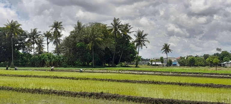 Beberapa ibu sedang menanam padi di Oepoi, Kota Kupang (Dokumentasi pribadi)
