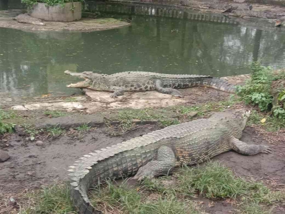 buaya putih taman Buaya,dokpri:@hiquds