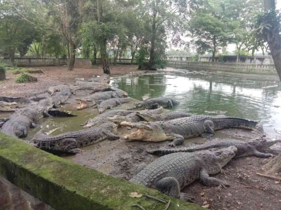 Bapak Warsidi petugas di Taman Buaya,dokpri:@hiquds