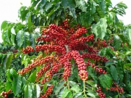 Buah kopi (globalcropprotection.com)