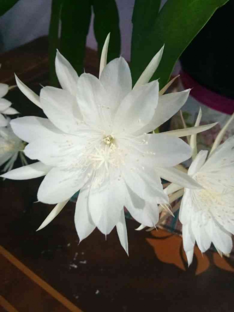 Bunga Wijayakusuma sedang mekar sempurna, dokpri 