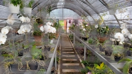 Phaleonopsis putih yang sedang mekar (dokpri) 