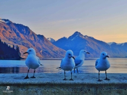 Burung-burung pun ikut menikmati pesona pagi di tepi Danau Wakatipu. Sumber: dokumentasi pribadi