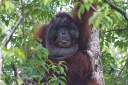 Orangutan kalimantan. (Foto dok. Simon Tampubolon/Yayasan Palung).