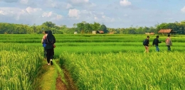 (Dok. Pribadi) Keindahan hamparan lahan pertanian saat mahasiswa UPI melakukan Kuliah Kerja Nyata di Desa Wantilan