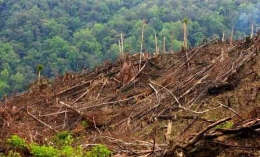 Penebangan Hutan (https://th.bing.com)