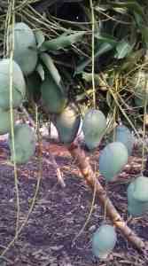 Salah satu pohon mangga cangkokan yang berbuah lebat (dok foto: tipspetani.com)