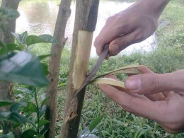 Teknik menyayat batang atau ranting dan menghilangkan kambium pada tanaman (dok foto: berita.99.co)