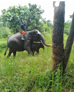 Gajah di Pusat Pelatihan Gajah Tesso Nilo, Riau. (Foto: Irwan E. Siregar)