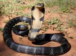Penampakan ular King Kobra (sumber: kumparan/Absal Bachtiar)