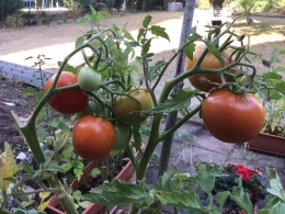 Tomat membutuhkan banyak air dan cukup sinar matahari | Foto iin