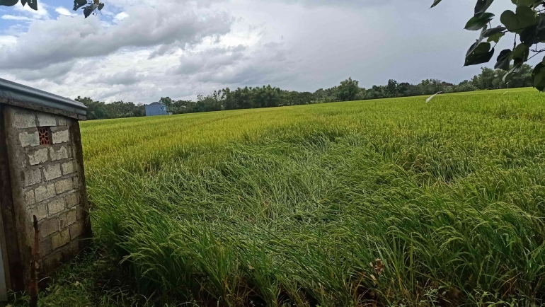 Foto sebaguan tanaman padi  rebah di Desa Sidomulyo. Kenali penyebabnya! Foto dokumen pribadi/Sri RD