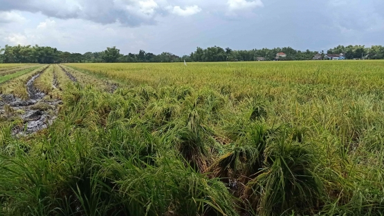 Tanaman padi baru berbulir rebah. Foto dokpri/Sri RD