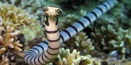 Potret ular Belcher laut (sumber: correcto/Ekel Suranta)
