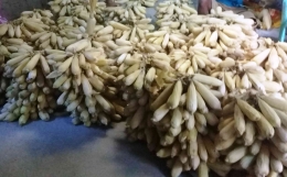 Ikatan jagung hasil panen oleh petani di Timor.| Gambar: dokumentasi Imanuel Lopis.