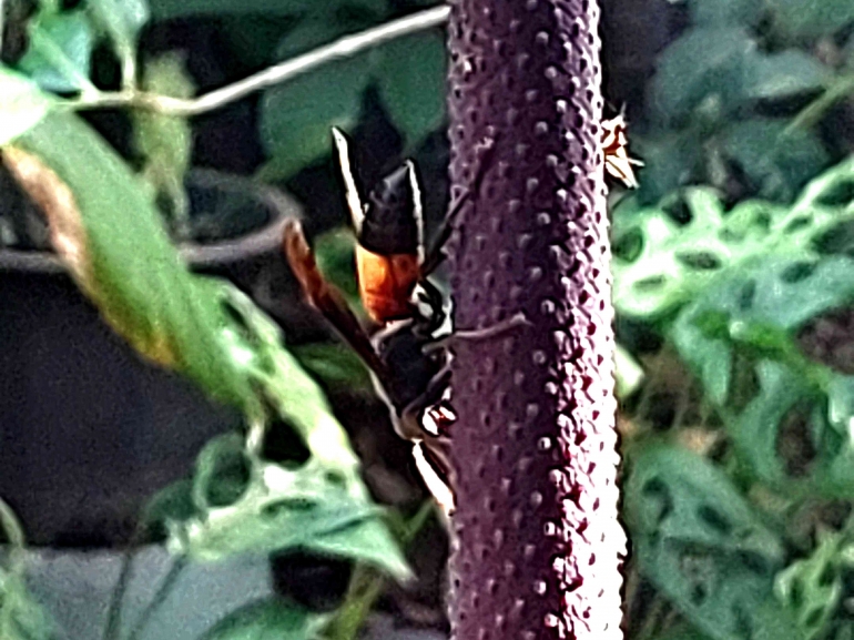 Tawon vespa menghisap manisan pada bunga anthurium (Dokpri)