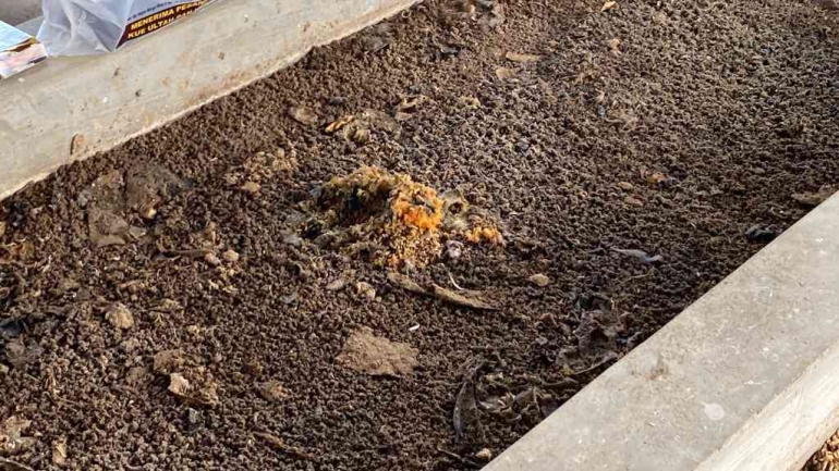Maggot yang diberi pakan limbah buah-buahan
