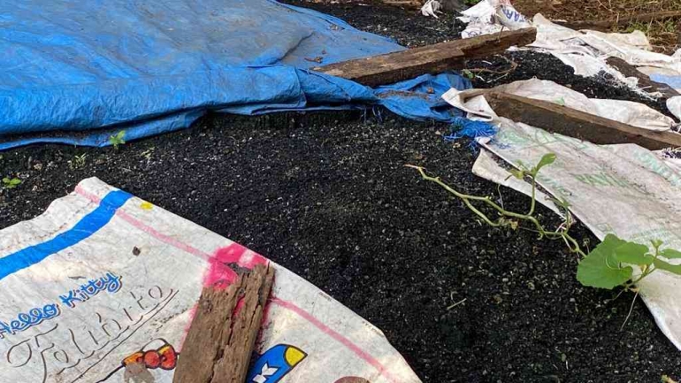 Pupuk kompos dari hasil budidaya maggot