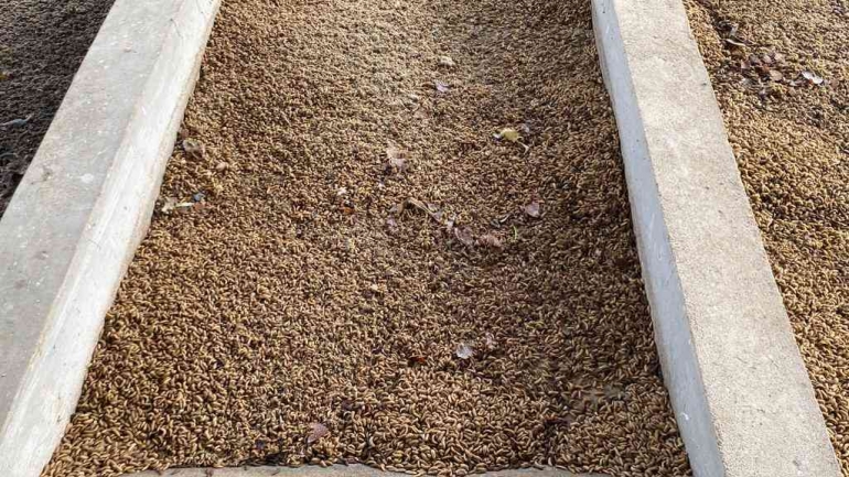 Maggot fresh yang diberi pakan ampas kelapa dan berusia 20 hari