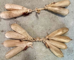 Contoh ikatan jagung hasil panen. | Gambar: dokumentasi Imanuel Lopis.