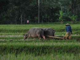 Ilustrasi petani kerja membajak sawah (Foto: sepurarsemarang.com)