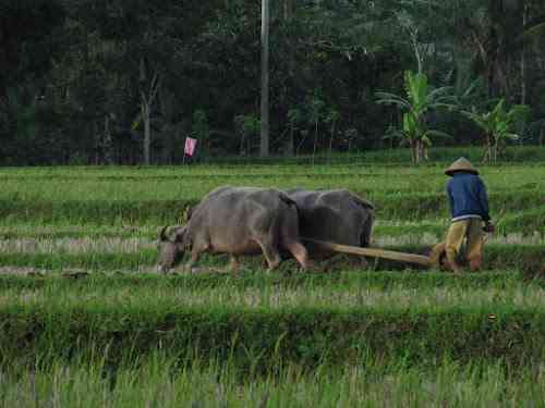 Ilustrasi petani kerja membajak sawah (Foto: sepurarsemarang.com)