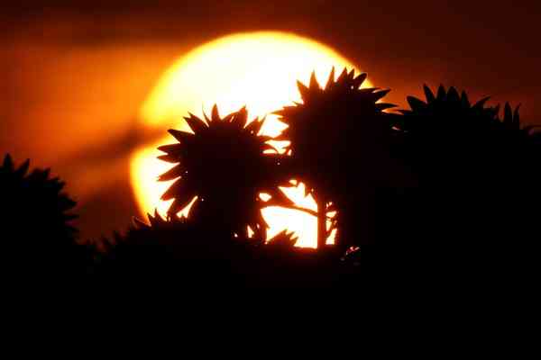 Ilustrasi gambar: matahari yang terbit dipagi hari. | Dok. Fahri Zulfikar Via www.detik.com
