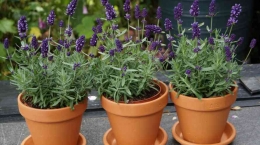 Lavender dapat ditanam dalam pot dan diletakkan di beranda sebagai pengusir nyamuk (dok foto: sehatQ)