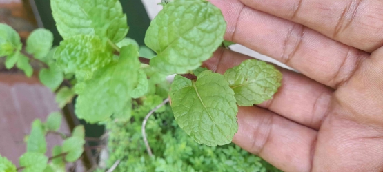 Manfaat daun mint, sebagai pengusir nyamuk dan obat herbal (dokpri)