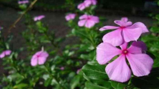 Tanamlah bunga geramium untuk mengusir nyamuk (dok foto: bangka.tribunnews.com)