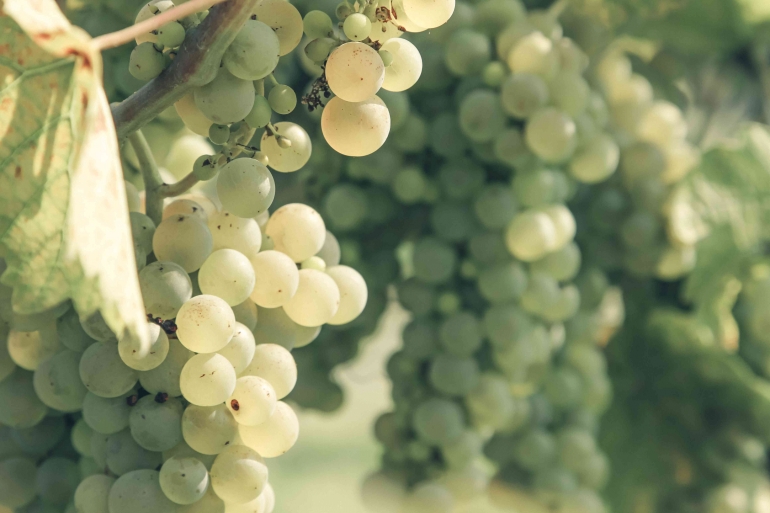 Ilustrasi gambar kista mirip anggur di penderita hamil anggur Pexels.com