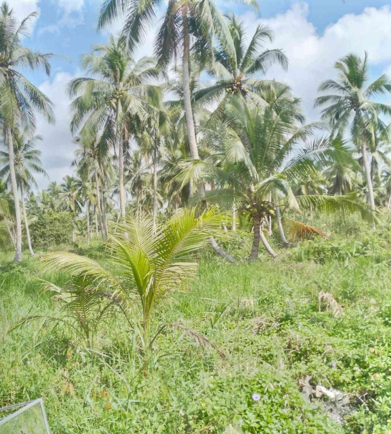 Kebun kelapa masyarakat di Inhil. (Foto: irwan e siregar)