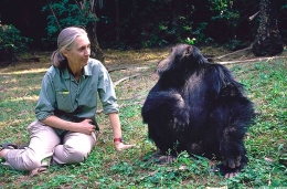 Jane Goodall dan orang utan (Foto: Templeton Prize)