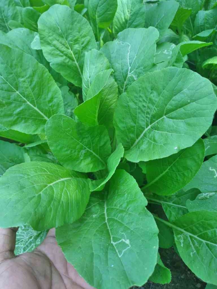 Sawi ibu Ning, RT 2 Dusun Bukit Jambi, Gunung Katun siap panen menjelang Ramadan (dokpri)