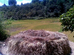 Lahan persawahan di Lumban Sihobuk, Desa Pakpahan, Pangaribuan, Taput. Foto: Dok pribadi Parlin Pakpahan