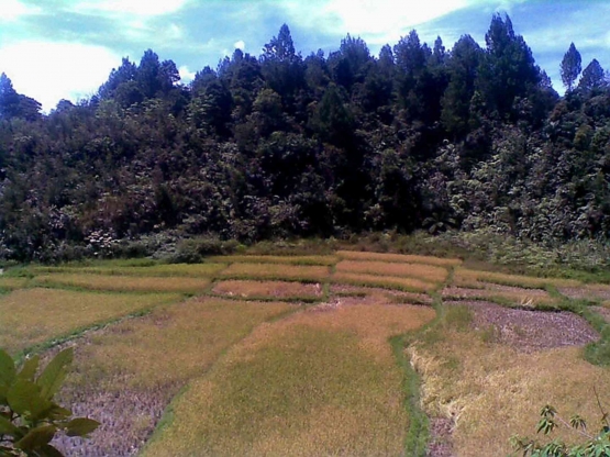 Persawahan di Harianja, Desa Pakpahan, Pangaribuan, Taput. Foto: Dok pribadi Parlin Pakpahan