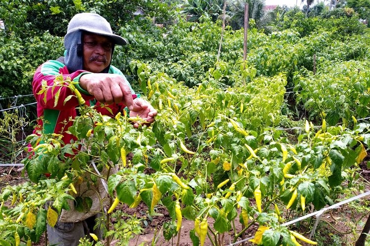 Sugeng, petani di Dusun Krajan, Desa Birowo, Kecamatan Binangun, Kabupaten Blitar, memanen dini buah cabai rawit miliknya yang masih hijau (KOMPAS.com/Asip Hasani)