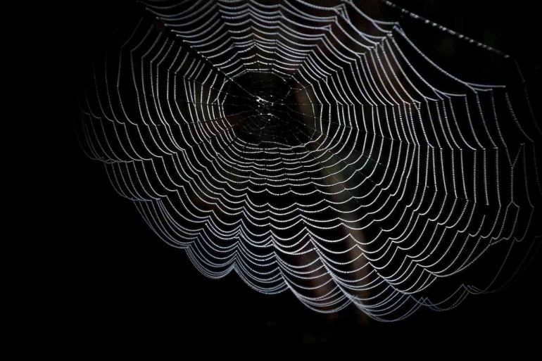 Spider Web oleh pixabay (pexels.com)