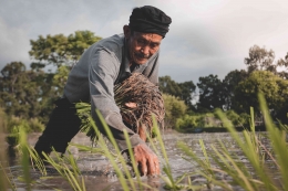 Seorang petani menanamkan bibit padi di sawah (Rattasat/Pexels)