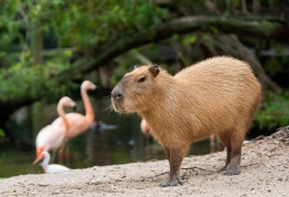 Potret Capibara di kebun binatang Palm Beach (sumber: Palm Beach Zoo Florida)