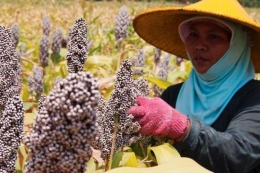 Petani sedang memanen sorgum| Kompas/Adi Sucipto