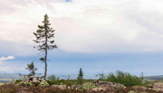Old Tjikko Tree, pohon cemara Norwegia tertua di dunia di tanah Swedia. Foto : sciencenorway.no