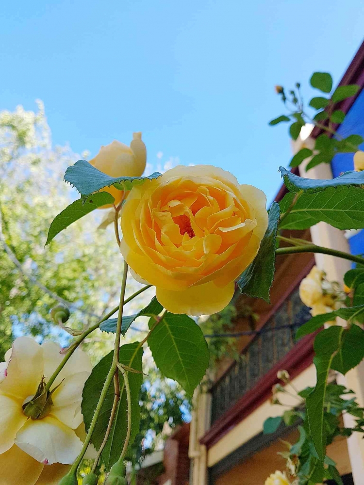 Dokumen pribadi - Yellow roses and blue sky