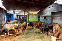 Ternak sapi di Indonesia, populasi banyak tapi belum mampu penuhi permintaan dalam negeri (Rifan Financindo Berjangka via kompas.com)