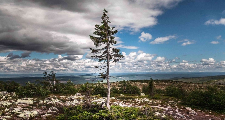 Old Tjikko Tree atau pohon cemara Norwegia yang berusia 9.550 tahun di tanah Swedia. Foto : amazing.zone