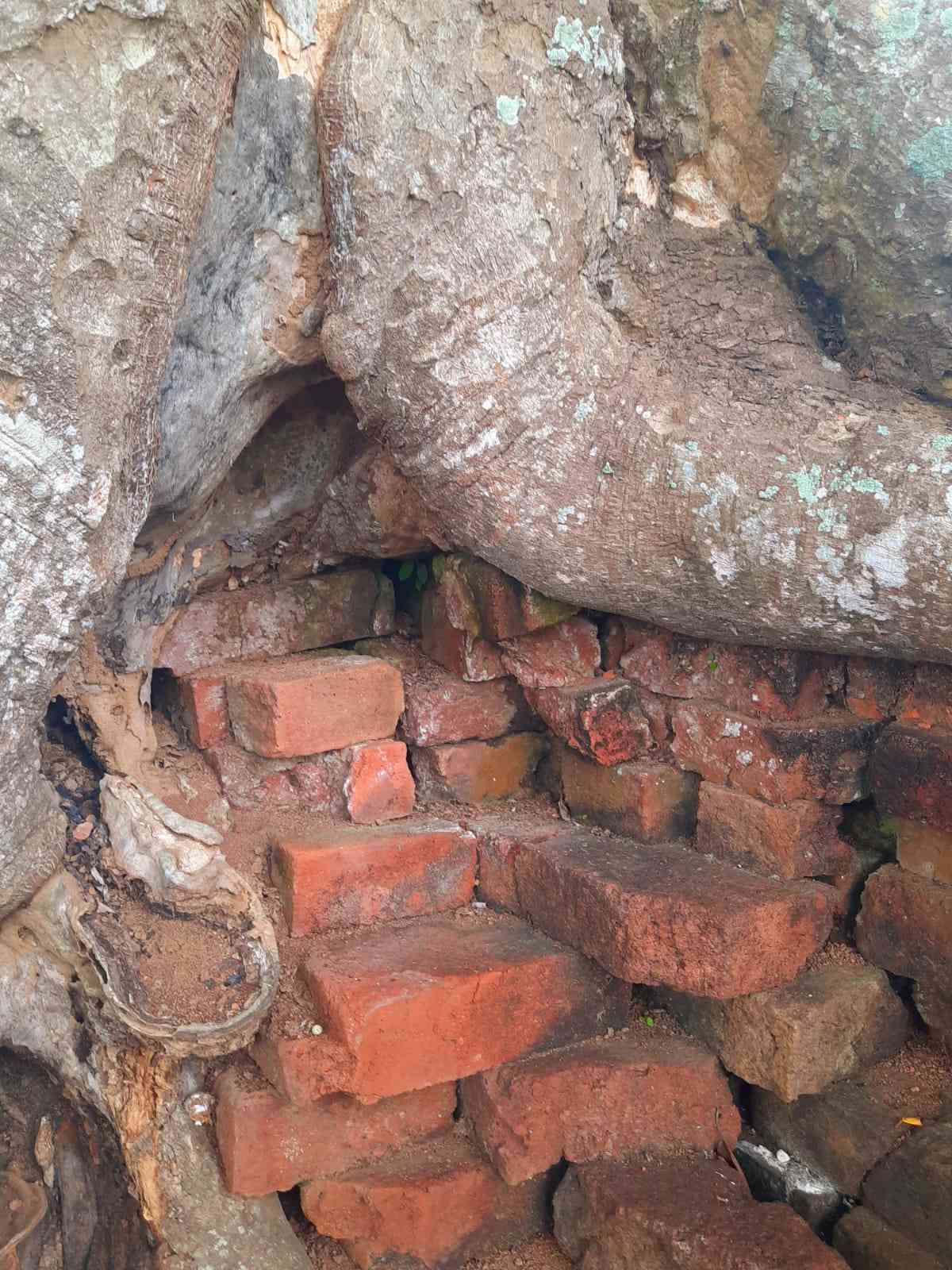 Struktur batu bata di bawah akar pohon. Dokumentasi penulis